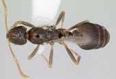 Monomorium talbotae specimen, dorsal view Terrestrial,Arthropoda,Animalia,IUCN Red List,Vulnerable,Hymenoptera,Omnivorous,Formicidae,Monomorium,North America,Insecta