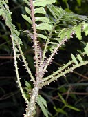 Close up of Cyanea asplenifolia stem Leaves,Mature form,Campanulaceae,Critically Endangered,Plantae,Pacific,Magnoliopsida,Campanulales,asplenifolia,Cyanea,Tracheophyta,Terrestrial,Tropical,Photosynthetic,IUCN Red List