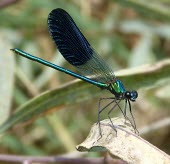 Male Syrian demoiselle Terrestrial,Calopteryx,Insecta,Aquatic,IUCN Red List,syriaca,Fresh water,Asia,Calopterygidae,Odonata,Carnivorous,Animalia,Endangered,Arthropoda,Flying