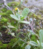 Ladies' false fleabane flower Flower,Leaves,Terrestrial,Asterales,Magnoliopsida,Asia,Tracheophyta,Compositae,Least Concern,Plantae,Pulicaria,Africa,Photosynthetic,Scrub,Desert,IUCN Red List