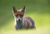 Red fox cub portrait Chordates,Chordata,Mammalia,Mammals,Carnivores,Carnivora,Dog, Coyote, Wolf, Fox,Canidae,Asia,Africa,Common,Riparian,Terrestrial,Animalia,vulpes,Omnivorous,Vulpes,Urban,Europe,Temperate,Mountains,Agric