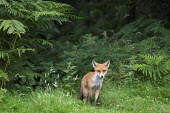 Red fox cub at edge of forest Chordates,Chordata,Mammalia,Mammals,Carnivores,Carnivora,Dog, Coyote, Wolf, Fox,Canidae,Asia,Africa,Common,Riparian,Terrestrial,Animalia,vulpes,Omnivorous,Vulpes,Urban,Europe,Temperate,Mountains,Agric