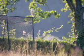 Barn owl perched on garden fruit cage Chordates,Chordata,Tytonidae,Barn Owls,Owls,Strigiformes,Aves,Birds,Africa,alba,Australia,Asia,Urban,Europe,Tyto,Species of Conservation Concern,Carnivorous,Agricultural,Animalia,Wildlife and Conserva