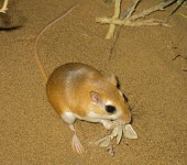 Cheesmans gerbil feeding on invertebrate prey Feeding behaviour,Feeding,Adult,Mammalia,Mammals,Rodents,Rodentia,Rats, Mice, Voles and Lemmings,Muridae,Chordates,Chordata,Animalia,Sand-dune,Gerbillus,Asia,cheesmani,Desert,Semi-desert,Terrestrial,O