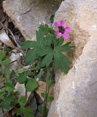 Geranium mascatense flower Mature form,Terrestrial,Tracheophyta,Photosynthetic,Geraniaceae,Asia,Plantae,Equisetopsida,Indian,Geraniales,Geranium,Desert,Not Evaluated