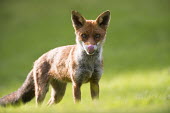 Red fox cub licking nose Chordates,Chordata,Mammalia,Mammals,Carnivores,Carnivora,Dog, Coyote, Wolf, Fox,Canidae,Asia,Africa,Common,Riparian,Terrestrial,Animalia,vulpes,Omnivorous,Vulpes,Urban,Europe,Temperate,Mountains,Agric