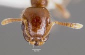 Slave-making ant, preserved specimen head detail Arthropoda,Arthropods,Sawflies, Ants, Wasps, Bees,Hymenoptera,Insects,Insecta,Ants,Formicidae,Animalia,IUCN Red List,Herbivorous,Protomognathus,Terrestrial,North America,Forest,Vulnerable