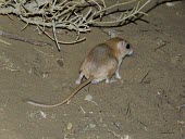 Cheesmans gerbil, rear view Adult,Mammalia,Mammals,Rodents,Rodentia,Rats, Mice, Voles and Lemmings,Muridae,Chordates,Chordata,Animalia,Sand-dune,Gerbillus,Asia,cheesmani,Desert,Semi-desert,Terrestrial,Omnivorous,Least Concern,IU