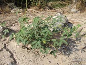 Dalechampia scandens Mature form,Not Evaluated,Photosynthetic,Dalechampia,Equisetopsida,Plantae,Asia,Indian,Tracheophyta,Malpighiales,Desert,Euphorbiaceae,Terrestrial