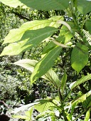 Cyanea copelandii haleakalaensis foliage Mature form,Campanulales,Magnoliopsida,IUCN Red List,North America,Forest,Critically Endangered,Plantae,Terrestrial,Photosynthetic,Campanulaceae,Cyanea,Tracheophyta