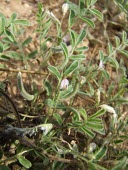 Astragalus eremophilus Mature form,Africa,Magnoliopsida,Tracheophyta,Photosynthetic,Leguminosae,Fabales,Terrestrial,Astragalus,Plantae