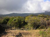 Ohe makai in habitat with other plants Habitat,Mature form,Species in habitat shot,Magnoliopsida,Pacific,Tracheophyta,Photosynthetic,Apiales,Plantae,sandwicensis,Near Threatened,North America,Araliaceae,Reynoldsia,IUCN Red List,Terrestrial