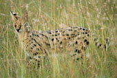 Serval cat in long grass