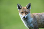 Red fox portrait Chordates,Chordata,Mammalia,Mammals,Carnivores,Carnivora,Dog, Coyote, Wolf, Fox,Canidae,Asia,Africa,Common,Riparian,Terrestrial,Animalia,vulpes,Omnivorous,Vulpes,Urban,Europe,Temperate,Mountains,Agric