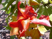 Close up of a Molokai koki'o flower Mature form,Flower,North America,Forest,Magnoliopsida,Malvaceae,Extinct in the Wild,Kokia,Plantae,Terrestrial,Malvales,Tracheophyta,Photosynthetic,cookei,IUCN Red List