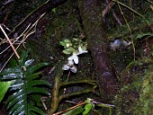 Ha`iwale flowers Mature form,Critically Endangered,North America,Terrestrial,Mountains,Cyrtandra,Gesneriaceae,Tracheophyta,Scrophulariales,Photosynthetic,IUCN Red List,Plantae,Magnoliopsida