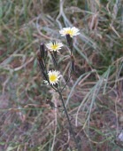 Lactuca dissecta flowers Flower,Mature form,Habitat,Species in habitat shot,Asia,Compositae,Asterales,Tracheophyta,Lactuca,Magnoliopsida,Terrestrial,Plantae,Photosynthetic