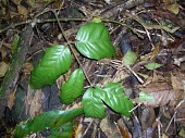 Mahoe leaves on the forest floor, var. macrococcus Leaves,Mature form,Plantae,Critically Endangered,Forest,Magnoliopsida,macrococcus,Tracheophyta,Sapindaceae,Alectryon,Photosynthetic,North America,Sapindales,IUCN Red List