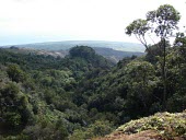 Pleomele fernaldii habitat Habitat,General habitat shot (without species),fernaldii,Photosynthetic,Terrestrial,Endangered,IUCN Red List,Tracheophyta,Pleomele,Pacific,Liliopsida,Liliales,Plantae,Dracaenaceae