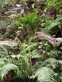 Cyanea procera in habitat Mature form,Campanulales,Plantae,Terrestrial,Cyanea,Magnoliopsida,IUCN Red List,Photosynthetic,Campanulaceae,North America,Tracheophyta,Critically Endangered