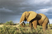 African elephant browsing in storm light Elephants,Elephantidae,Chordates,Chordata,Elephants, Mammoths, Mastodons,Proboscidea,Mammalia,Mammals,Appendix I,Africa,Appendix II,Savannah,Herbivorous,Terrestrial,Animalia,Convention on Migratory Sp