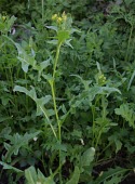 Mediterranean rocket foliage Flower,Leaves,Terrestrial,Africa,Photosynthetic,Plantae,Not Evaluated,Magnoliopsida,Tracheophyta,Brassicaceae,Europe,Asia,Capparales,Sisymbrium