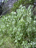 Kooloaula leaves Mature form,Leaves,Scrub,Critically Endangered,Malvales,North America,Malvaceae,menziesii,Tracheophyta,Magnoliopsida,Photosynthetic,Plantae,Abutilon,IUCN Red List