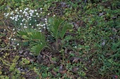 Small Florida arrowroot Mature form,Plantae,Near Threatened,Terrestrial,North America,Zamia,Photosynthetic,Cycadales,Zamiaceae,Tracheophyta,integrifolia,Cycadopsida,IUCN Red List