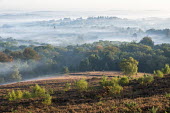 Heathland and forest dawn