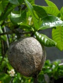 Hawaiian gardenia fruit Fruits or berries,Mature form,North America,Photosynthetic,Tracheophyta,Rubiaceae,Critically Endangered,Gardenia,Terrestrial,Plantae,Rubiales,brighamii,Magnoliopsida,Pacific,IUCN Red List