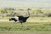 Male ostrich running Locomotion,Running,Ostriches,Struthionidae,Aves,Birds,Struthioniformes,Chordates,Chordata,camelus,Animalia,Omnivorous,Savannah,Scrub,Struthio,Terrestrial,Desert,Semi-desert,Africa,Least Concern,Append