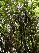 Mahoe in habitat showing leaves, var. macrococcus Leaves,Mature form,Habitat,Species in habitat shot,Plantae,Critically Endangered,Forest,Magnoliopsida,macrococcus,Tracheophyta,Sapindaceae,Alectryon,Photosynthetic,North America,Sapindales,IUCN Red Li