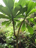 Cyanea procera Mature form,Campanulales,Plantae,Terrestrial,Cyanea,Magnoliopsida,IUCN Red List,Photosynthetic,Campanulaceae,North America,Tracheophyta,Critically Endangered