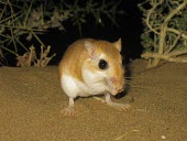 Cheesmans gerbil feeding Feeding,Adult,Feeding behaviour,Mammalia,Mammals,Rodents,Rodentia,Rats, Mice, Voles and Lemmings,Muridae,Chordates,Chordata,Animalia,Sand-dune,Gerbillus,Asia,cheesmani,Desert,Semi-desert,Terrestrial,O