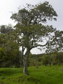 Mature kauila Species in habitat shot,Mature form,Habitat,Vulnerable,Plantae,Forest,North America,Terrestrial,Photosynthetic,Tracheophyta,Alphitonia,Magnoliopsida,ponderosa,Rhamnales,Rhamnaceae,IUCN Red List