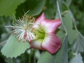 Close up of a kooloaula flower Flower,Leaves,Mature form,Scrub,Critically Endangered,Malvales,North America,Malvaceae,menziesii,Tracheophyta,Magnoliopsida,Photosynthetic,Plantae,Abutilon,IUCN Red List