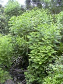 Immature cigar-box wood Leaves,Mature form,Cedrela,Terrestrial,Tracheophyta,Vulnerable,Tropical,North America,Sapindales,Photosynthetic,South America,Meliaceae,odorata,Magnoliopsida,Plantae,Appendix III,IUCN Red List