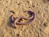 Zarudnyis worm lizards Adult,Amphisbaenia,Desert,Diplometopon,Subterranean,Trogonophidae,Reptilia,Carnivorous,Least Concern,Chordata,Terrestrial,Asia,Animalia,IUCN Red List