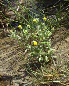 Ladies' false fleabane Leaves,Flower,Mature form,Terrestrial,Asterales,Magnoliopsida,Asia,Tracheophyta,Compositae,Least Concern,Plantae,Pulicaria,Africa,Photosynthetic,Scrub,Desert,IUCN Red List