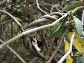 Close up of pu'u wa'awa'a branches Mature form,Solanales,Convolvulaceae,Scrub,Photosynthetic,Bonamia,Terrestrial,Plantae,Critically Endangered,Magnoliopsida,Tracheophyta,North America,menziesii,IUCN Red List