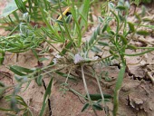 Astragalus tribuloides in flower Flower,Astragalus,Terrestrial,Asia,Europe,Tracheophyta,Least Concern,Fabales,Africa,Photosynthetic,Leguminosae,Plantae,Magnoliopsida,IUCN Red List