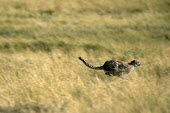 Cheetah (Acinonyx jubatus) sprinting, Masai Mara National Reserve, Kenya Chordates,Chordata,Carnivores,Carnivora,Mammalia,Mammals,Felidae,Cats,jubatus,Savannah,Appendix I,Africa,Acinonyx,Critically Endangered,Carnivorous,Terrestrial,Animalia,Endangered,Scrub,Vulnerable,IUC