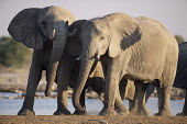 Young African elephants at waterhole Elephants,Elephantidae,Chordates,Chordata,Elephants, Mammoths, Mastodons,Proboscidea,Mammalia,Mammals,Appendix I,Africa,Appendix II,Savannah,Herbivorous,Terrestrial,Animalia,Convention on Migratory Sp