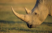 White rhinoceros profile Rhinocerous,Rhinocerotidae,Perissodactyla,Odd-toed Ungulates,Mammalia,Mammals,Chordates,Chordata,Appendix II,Scrub,simum,Terrestrial,Savannah,Near Threatened,Africa,Critically Endangered,Ceratotherium