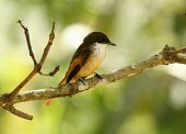 Cinnamon-tailed fantail perched on branch Habitat,Species in habitat shot,Adult,Aves,Birds,Perching Birds,Passeriformes,Rhipiduridae,Chordates,Chordata,Animalia,Carnivorous,Near Threatened,Asia,Forest,Mangrove,Rhipidura,fuscorufa,Terrestrial,