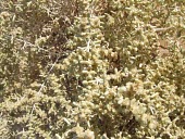 Seidlitzia rosmarinus foliage Leaves,Photosynthetic,Desert,Asia,Plantae,Caryophyllales,Not Evaluated,Magnoliopsida,Tracheophyta,Seidlitzia,Chenopodiaceae,Terrestrial,Salt marsh