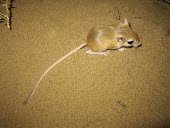 Cheesmans gerbil, dorsal view Adult,Mammalia,Mammals,Rodents,Rodentia,Rats, Mice, Voles and Lemmings,Muridae,Chordates,Chordata,Animalia,Sand-dune,Gerbillus,Asia,cheesmani,Desert,Semi-desert,Terrestrial,Omnivorous,Least Concern,IU