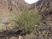 Grewia tenax in habitat Habitat,Leaves,Species in habitat shot,Mature form,Desert,Terrestrial,Magnoliopsida,Malvales,Not Evaluated,Asia,Grewia,Photosynthetic,Africa,IUCN Red List,Plantae,Tiliaceae,Tracheophyta