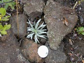 Kau silversword in exclosure Conservation,Terrestrial,Plantae,Argyroxiphium,Magnoliopsida,Critically Endangered,Tropical,Pacific,Mountains,Photosynthetic,Tracheophyta,kauense,Temporary water,Compositae,Asterales,IUCN Red List