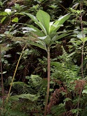 Young Cyanea procera Mature form,Campanulales,Plantae,Terrestrial,Cyanea,Magnoliopsida,IUCN Red List,Photosynthetic,Campanulaceae,North America,Tracheophyta,Critically Endangered